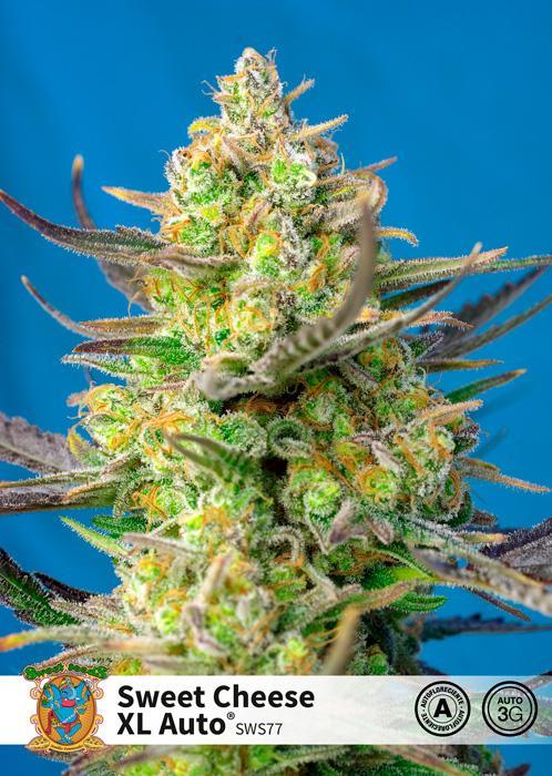 Sweet Seeds Sweet Cheese XL Auto®