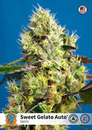 Sweet Seeds Sweet Gelato Auto®