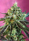 Sweet Seeds Sweet Nurse Auto CBD®