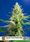 Sweet Seeds Sweet Pure Auto CBD®