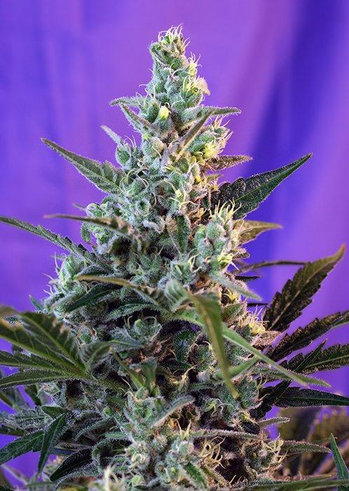 Sweet Seeds Sweet Skunk F1 Fast Version®