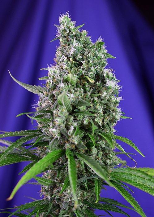 Sweet Seeds Sweet Trainwreck Auto®