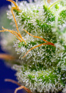 Sweet Seeds Sweet Zenzation