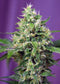 Sweet Seeds Sweet Amnesia Haze XL Auto®