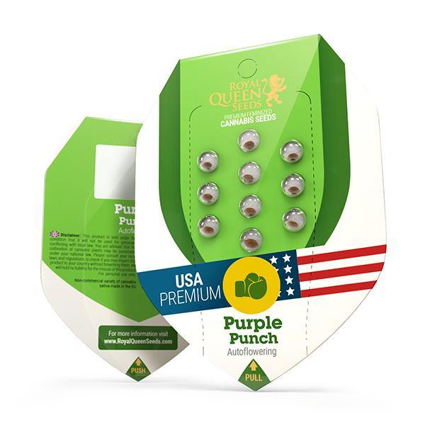 Aeroponica, Autocoltivazione, AUTOFIORENTI, Brands_Royal Queen Seeds, Coltivazione, Idroponica, Indoor, Outdoor, Purple Punch Auto, Semi, Semi da collezione, THC, Tipo_Auto Fiorenti - doisgrowshop.it