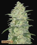 Fast Buds White Widow Auto