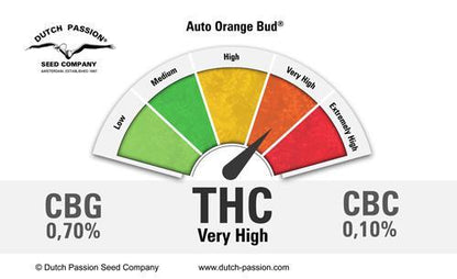 Dutch Passion Orange Bud Auto