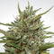 Paradise Seeds Auto White Berry