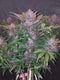 Fast Buds Balckberry Auto