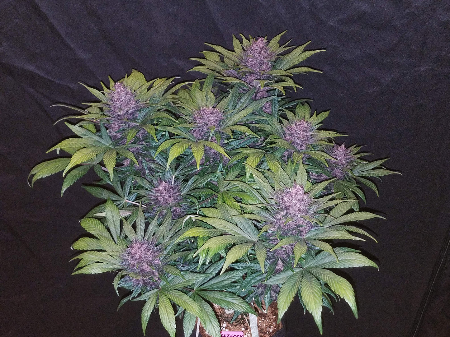 Fast Buds Balckberry Auto