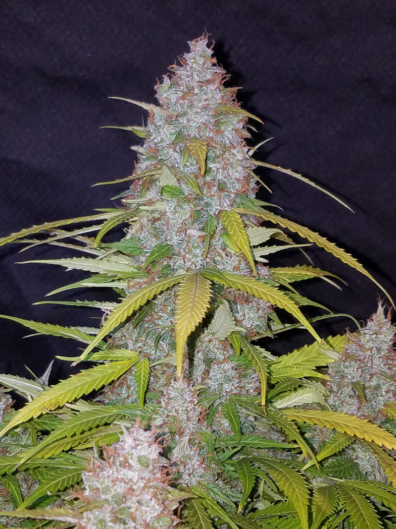 Fast Buds Californian Snow Auto