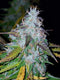 Fast Buds Californian Snow Auto