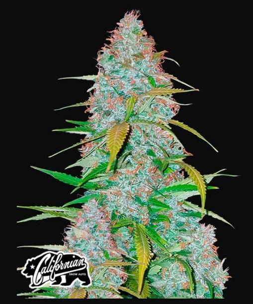 Fast Buds Californian Snow Auto