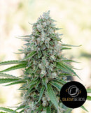 Silent Seeds Critical Mango