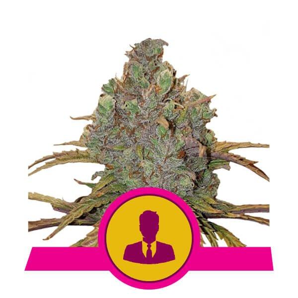 Royal Queen Seeds EL Patron