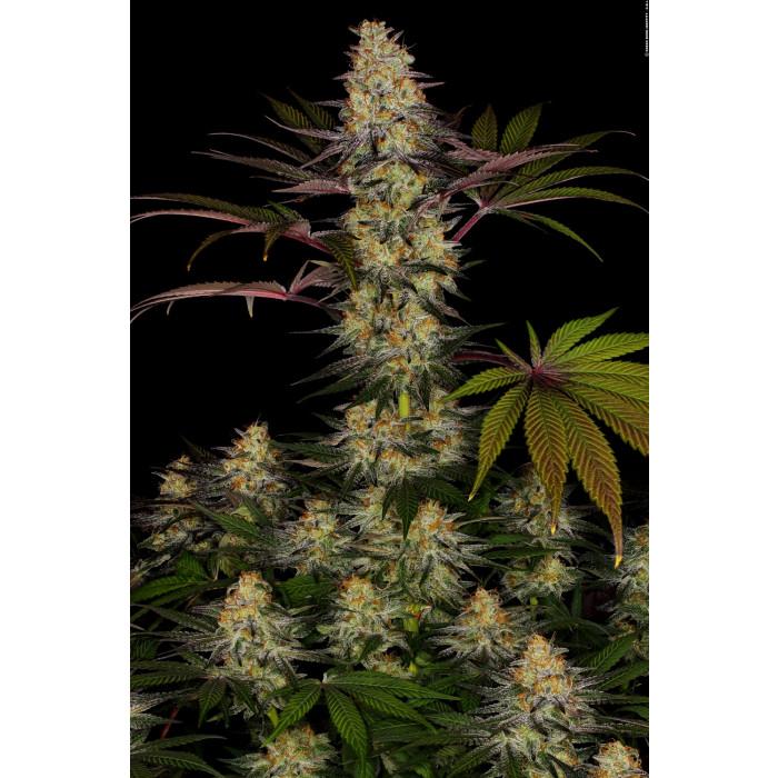 Paradise Seeds El Dorado OG