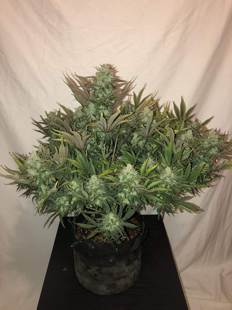 Fast Buds Gorilla Glue Auto