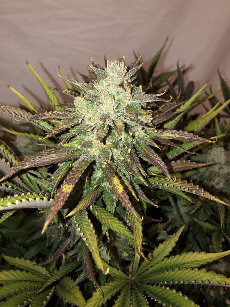 Fast Buds Gorilla Glue Auto