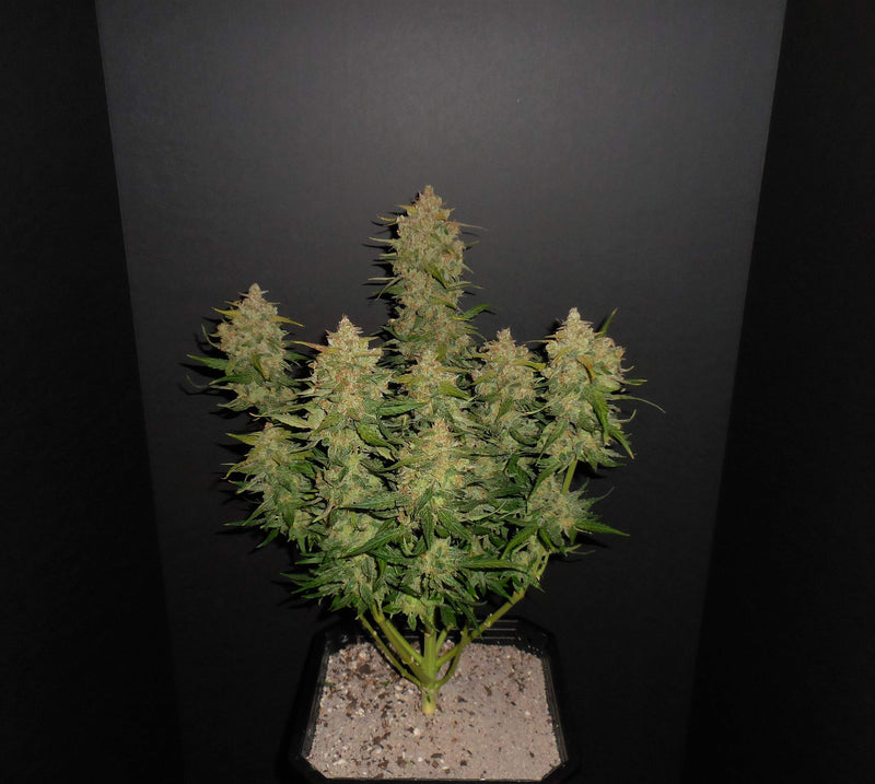 Fast Buds Lemon AK Auto