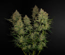 Fast Buds Lemon Pie Auto