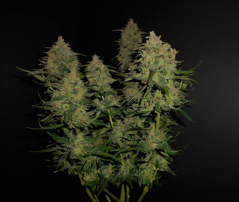Fast Buds Lemon Pie Auto