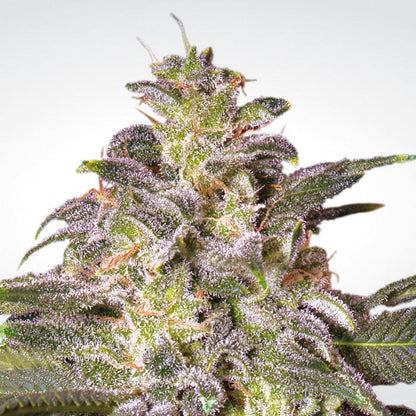 Paradise Seeds Magic Bud