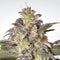 Paradise Seeds Magic Bud