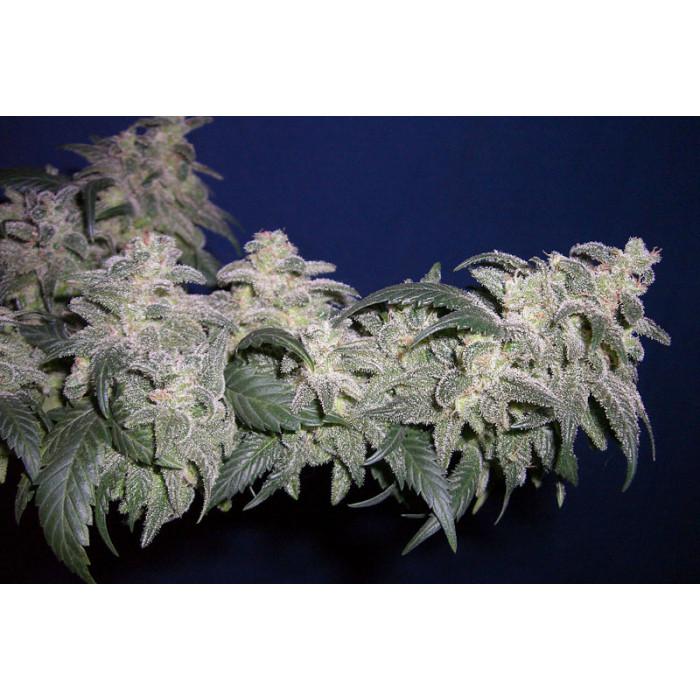 Paradise Seeds Magic Bud