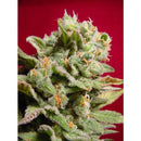 Paradise Seeds Dutch Dragon