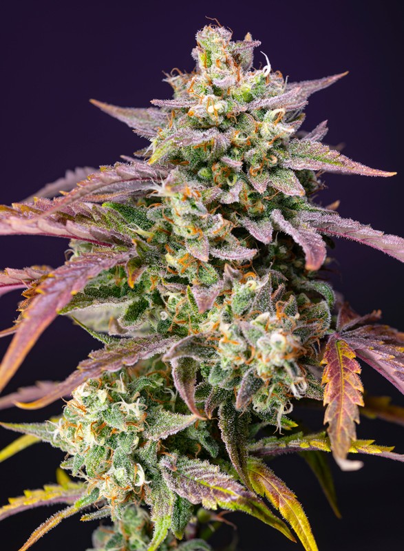 Sweet Seeds Purple Punch OG XL Auto®