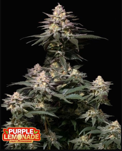 Fast Buds Purple Lemonade Fast Version