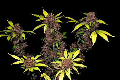 Fast Buds Purple Lemonade Auto