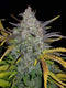 Fast Buds Rhino Ryder Auto