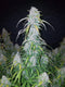 Fast Buds Six Shooter Auto