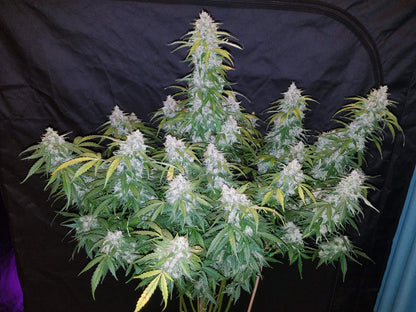 Fast Buds Six Shooter Auto