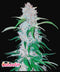 Fast Buds Six Shooter Auto