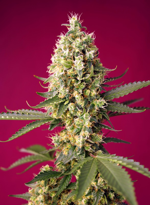 Sweet Seeds Skywalker OG Runtz XL Auto®