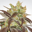 Paradise Seeds Spoetnik
