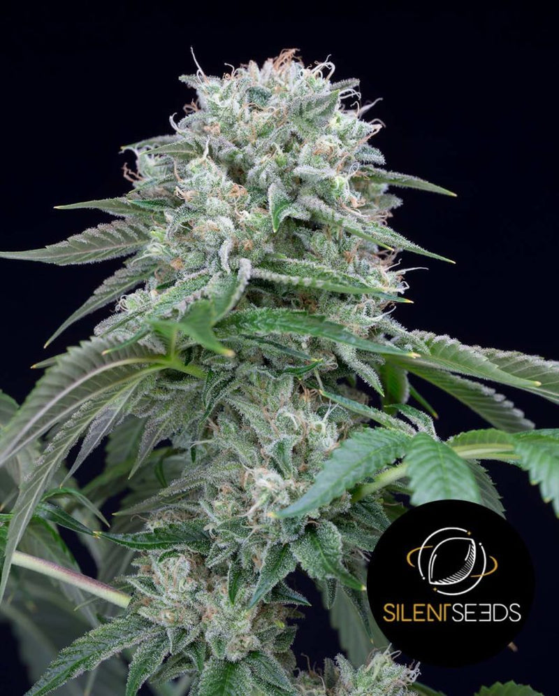 Silent Seeds Starfire OG