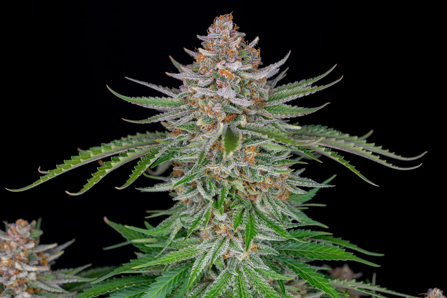 Fast Buds Strawberry Pie Auto