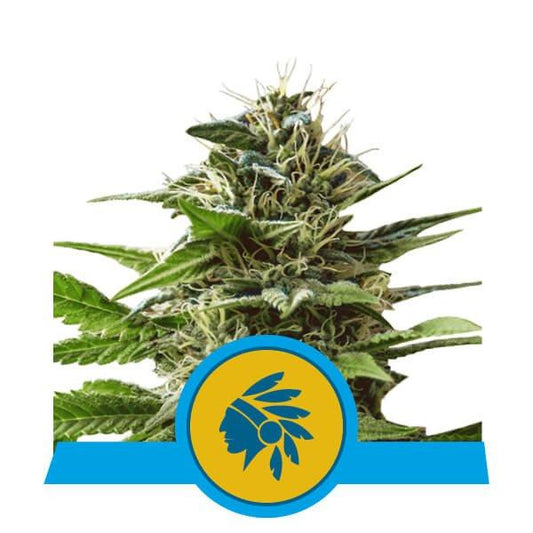 Royal Queen Seeds Tatanka Pure