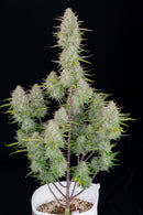 Fast Buds Wedding Cheesecake Auto