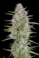 Fast Buds Wedding Cheesecake Auto