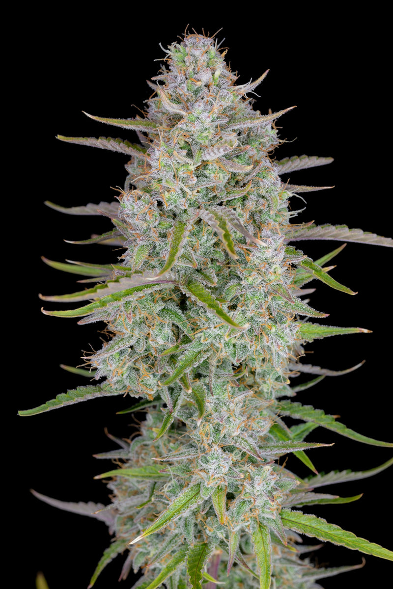 Fast Buds Wedding Cheesecake Auto