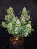 Fast Buds Zkittlez Auto