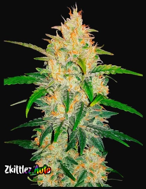 Fast Buds Zkittlez Auto